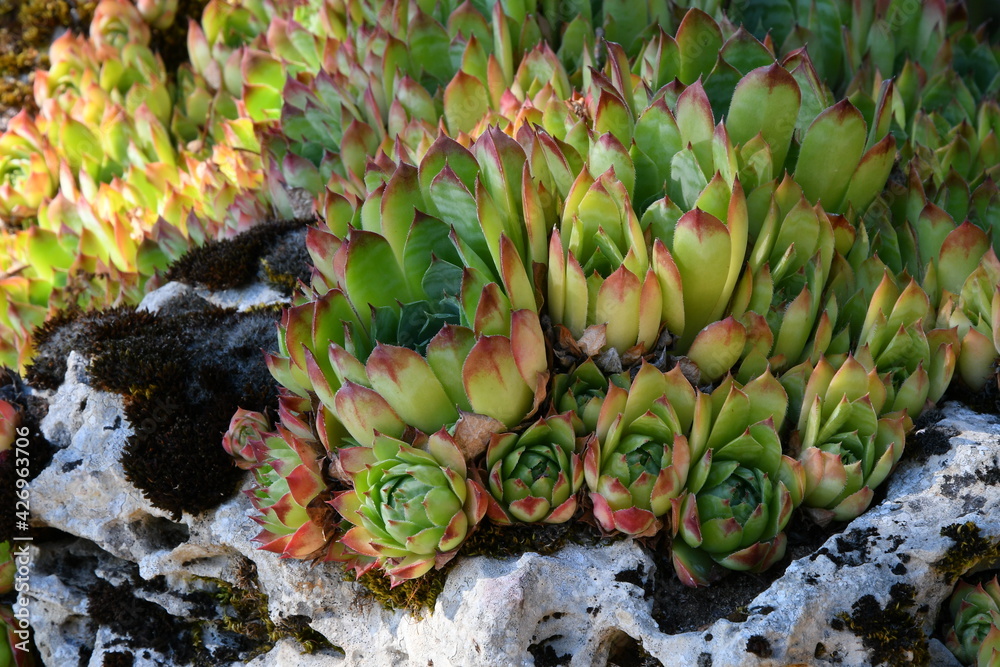 Obraz premium Bouquet de cactus ressemblant à des artichauts sur un rocher au bord d'un lac