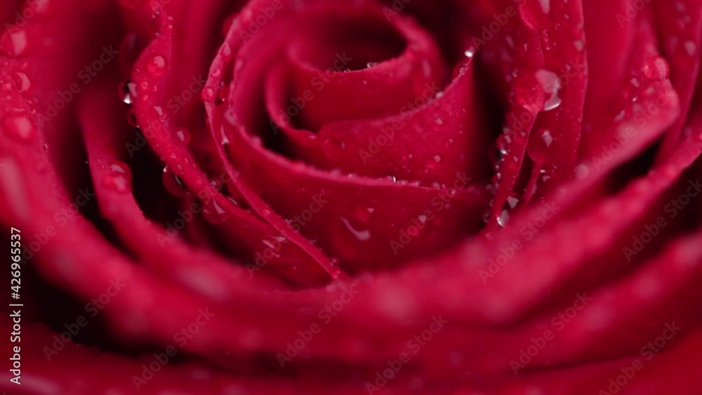 Red rose. Water drop falling on red rose. Close-up. Red rose. Water drop falling on red rose. Close-up.