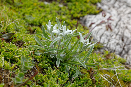 Blühendes Alpen-Edelweiß, Leontopodium alpinum, in den Dolomiten, Südtirol, Italien