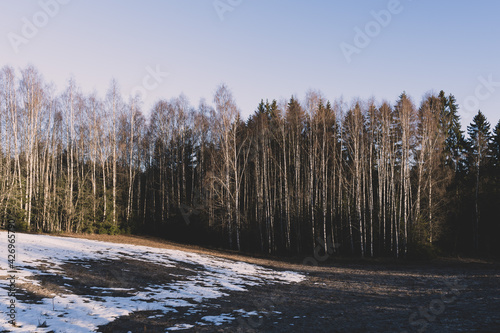 Birches by a field at Toten, Norway, in spring.