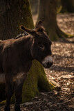 donkey in a forest close up
