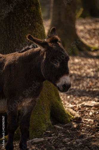 donkey in a forest close up