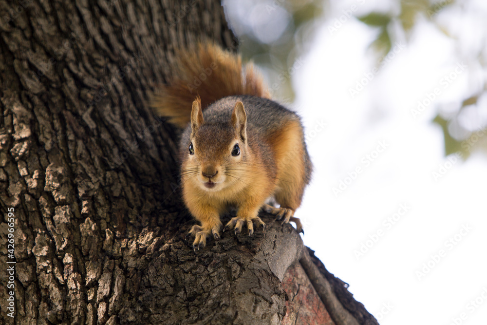 Obraz premium Close up portrait of a Sciurus Anomalus, Caucasian squirrel on a tree trunk. They are common in Turkey, but their numbers are decreasing in the Levant.