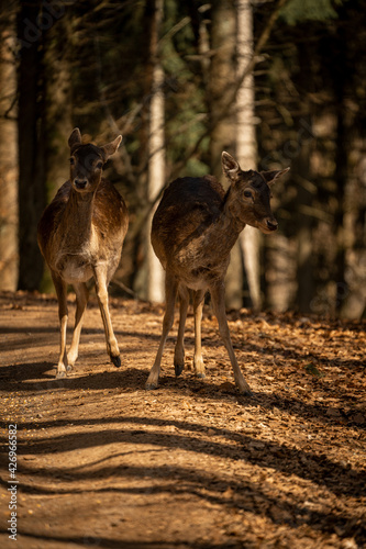 Fototapeta Naklejka Na Ścianę i Meble -  Two deer in the forest