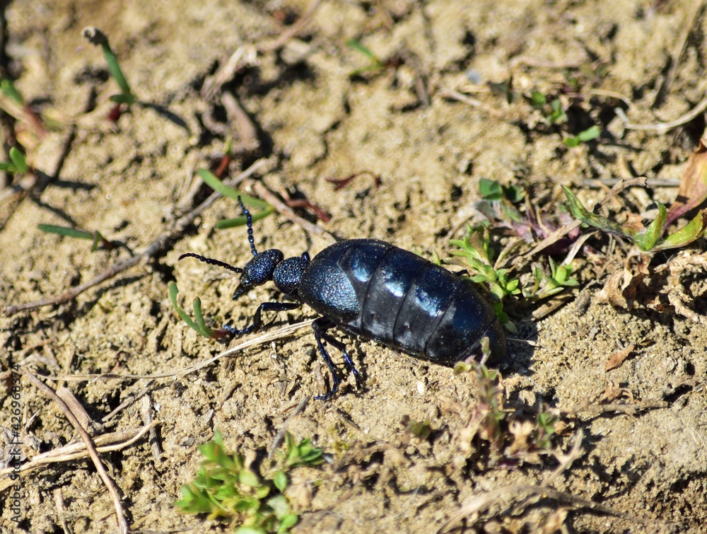 Schwarzblauer Ölkäfer (Meloe proscarabaeus), Weibchen Schwarzblauer Ölkäfer (Meloe proscarabaeus), Weibchen