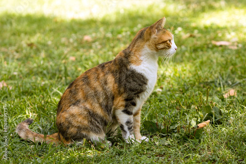 Full body side profile of a short fur tricolor cat staring at left sitting on grass at a warm summer day.