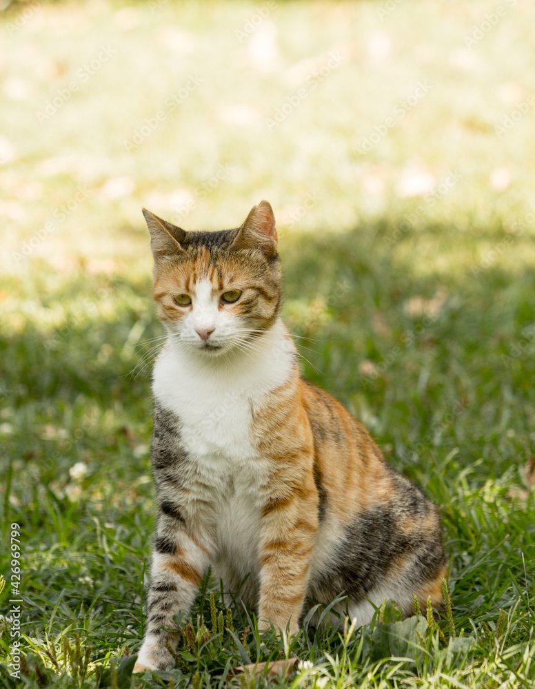 A young stray calico cat sitting on green grass in shadows in full body front portrait image. A young stray calico cat sitting on green grass in shadows in full body front portrait image.