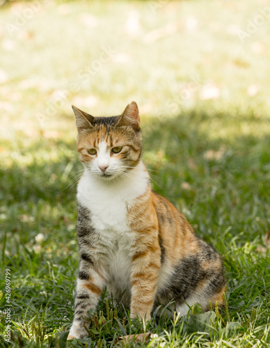 A young stray calico cat sitting on green grass in shadows in full body front portrait image.