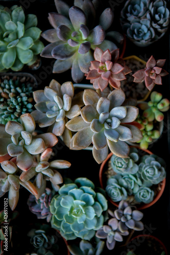 top view of beautiful succulent in planting pot