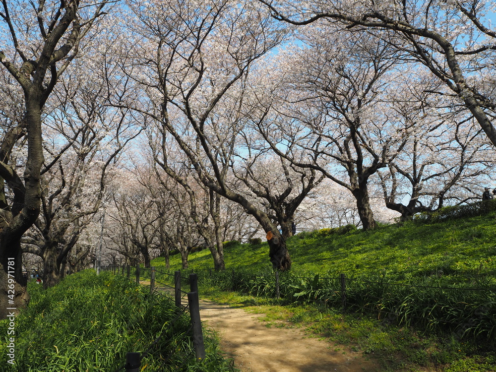 the beautiful cherry blossom trees and canola flowers in Gongendo Park, Japan the beautiful cherry blossom trees and canola flowers in Gongendo Park, Japan