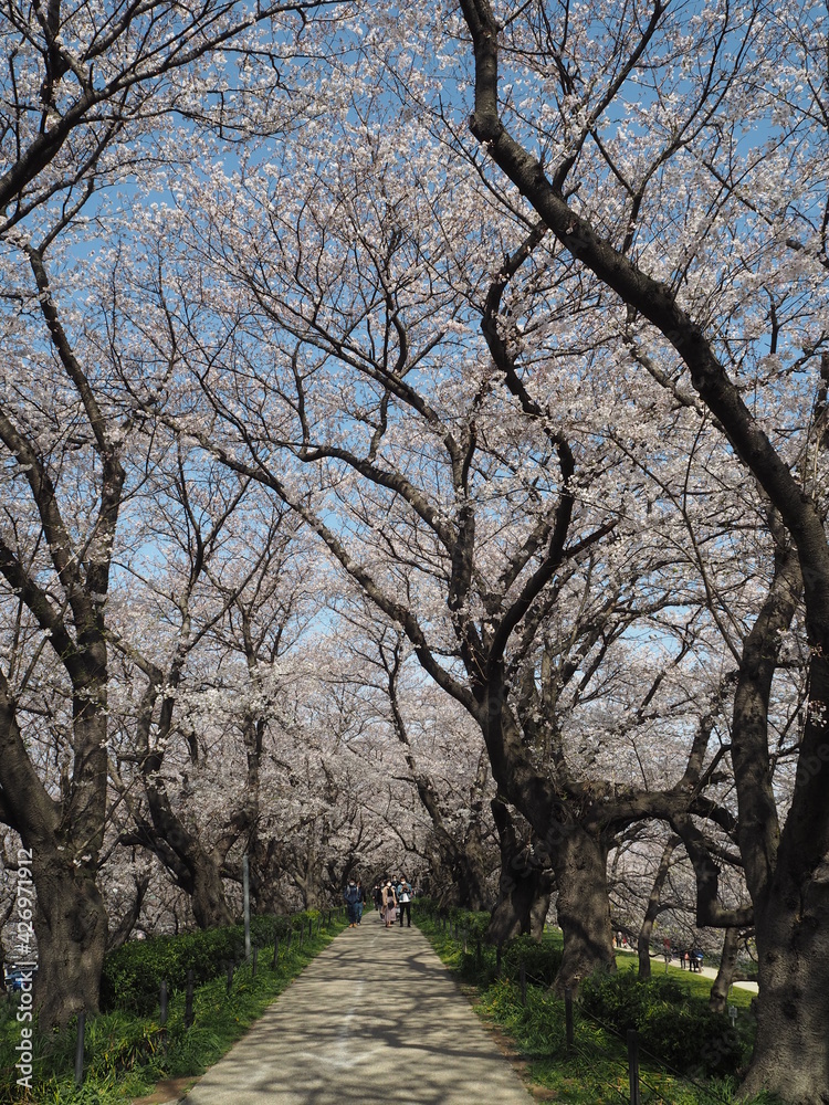 the beautiful cherry blossom trees and canola flowers in Gongendo Park, Japan the beautiful cherry blossom trees and canola flowers in Gongendo Park, Japan