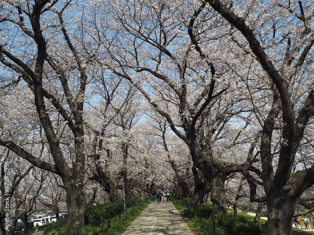 the beautiful cherry blossom trees and canola flowers in Gongendo Park, Japan the beautiful cherry blossom trees and canola flowers in Gongendo Park, Japan
