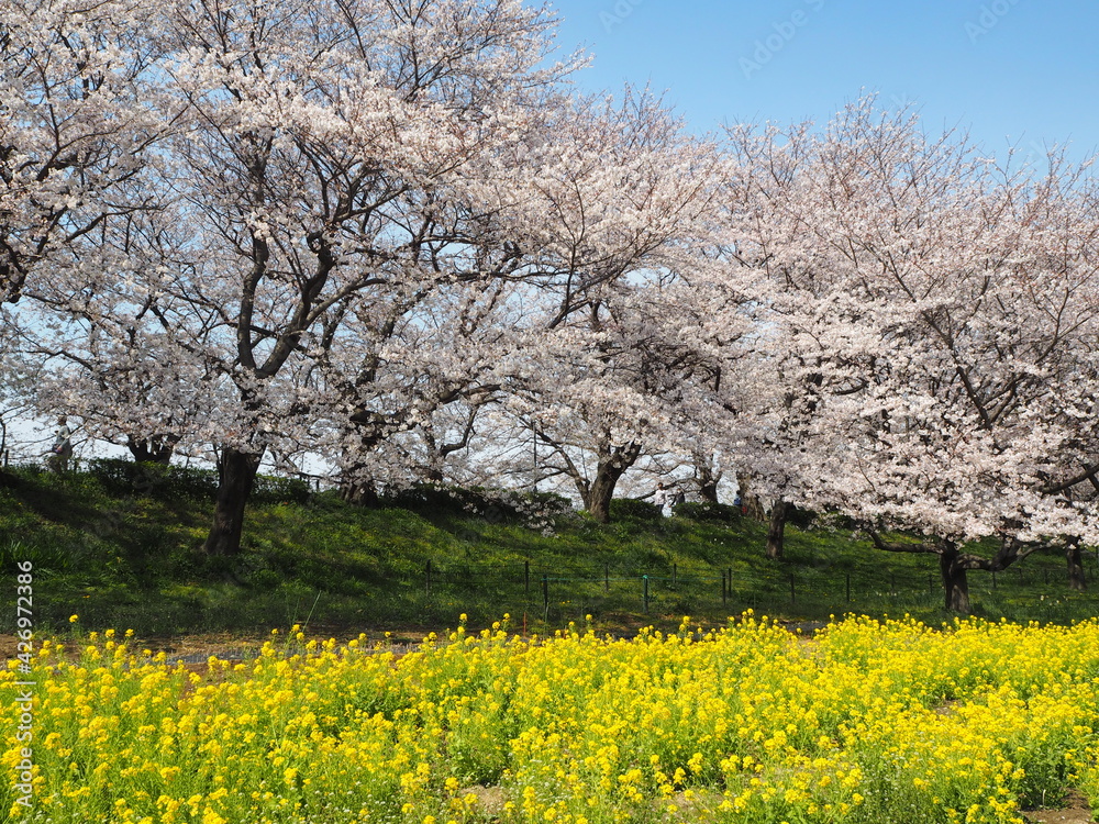 the beautiful cherry blossom trees and canola flowers in Gongendo Park, Japan the beautiful cherry blossom trees and canola flowers in Gongendo Park, Japan