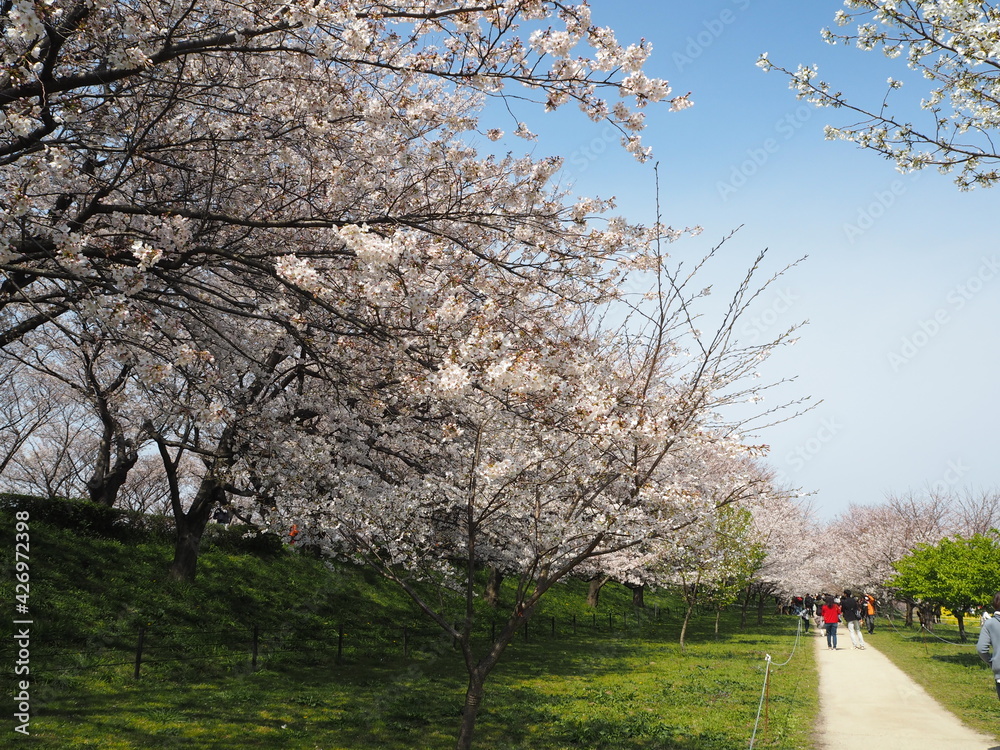 the beautiful cherry blossom trees and canola flowers in  Gongendo Park, Japan
