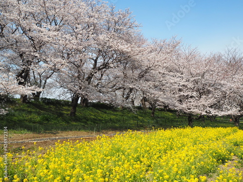the beautiful cherry blossom trees and canola flowers in  Gongendo Park  Japan
