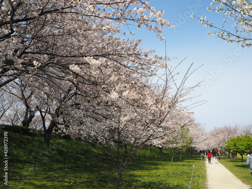 the beautiful cherry blossom trees and canola flowers in  Gongendo Park, Japan photo