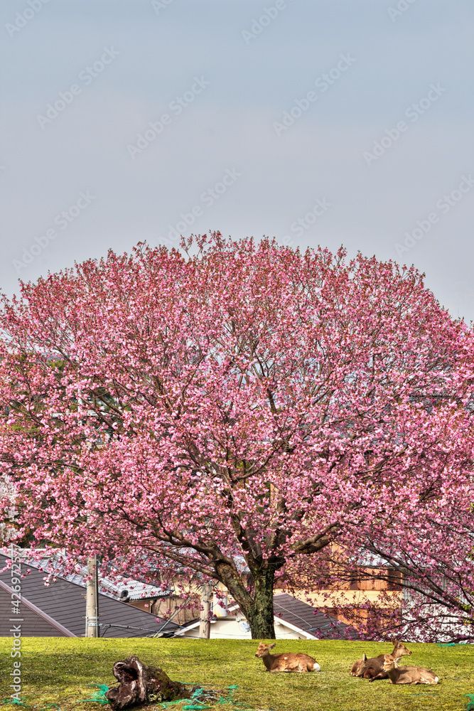 Fototapeta premium 奈良の桜