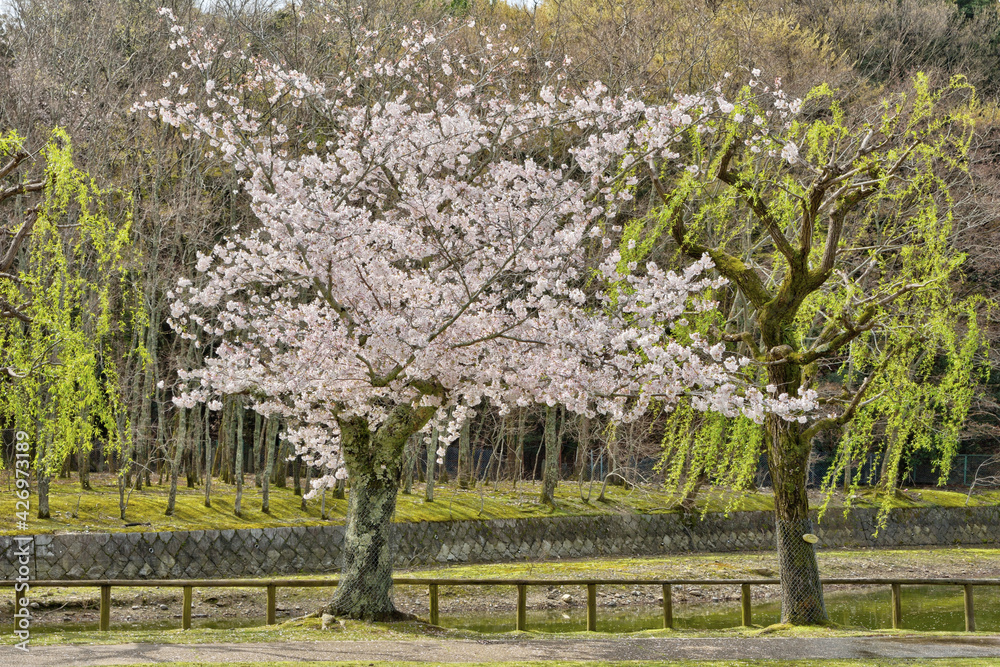 奈良の桜