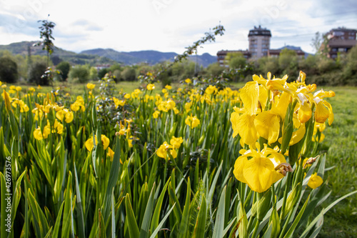 Yellow flowers in the green grass