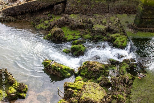 Duck looking at the waterfall