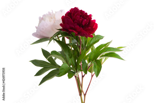 Fototapeta Naklejka Na Ścianę i Meble -  peony flower isolated