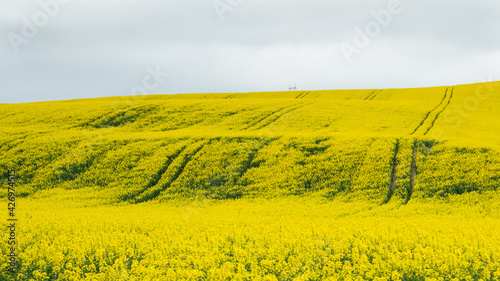 Paths through blooming canola fields under a cloudy sky
