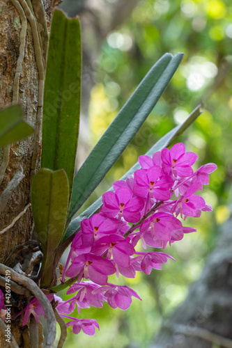 Closeup view of bright pink flowers of tropical epiphytic orchid species ascocentrum ampullaceum blooming outdoors in natural environment photo