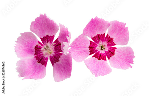 perennial carnation flower isolated