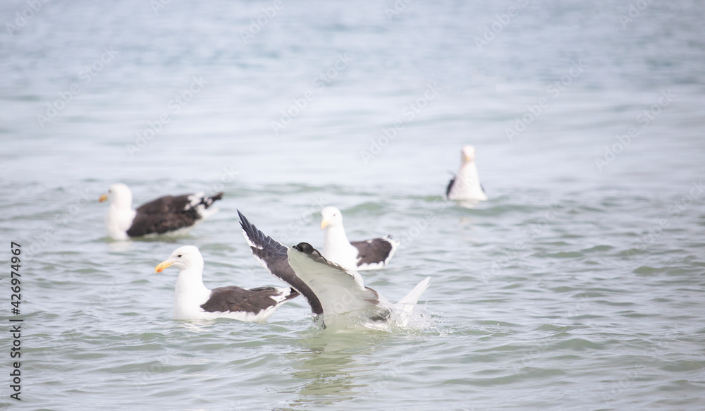 Obraz premium Seagulls, Seagull birds in water, Seagulls diving for clams, Close up view of white birds, natural blue water background.