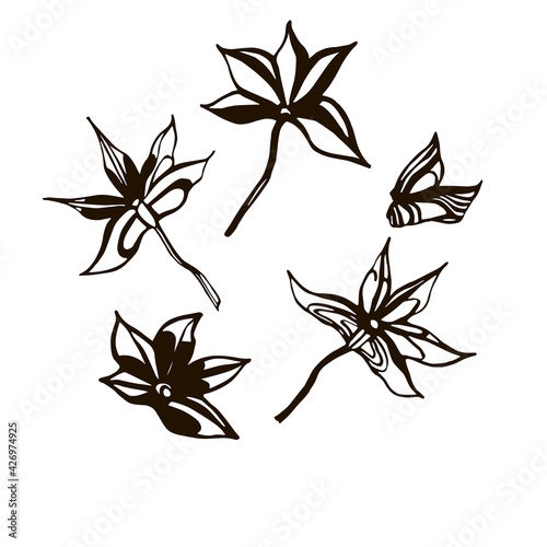 anise star five isolated elements black and white silhouette
