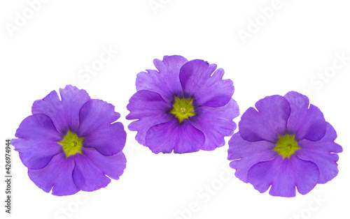 primrose flower isolated