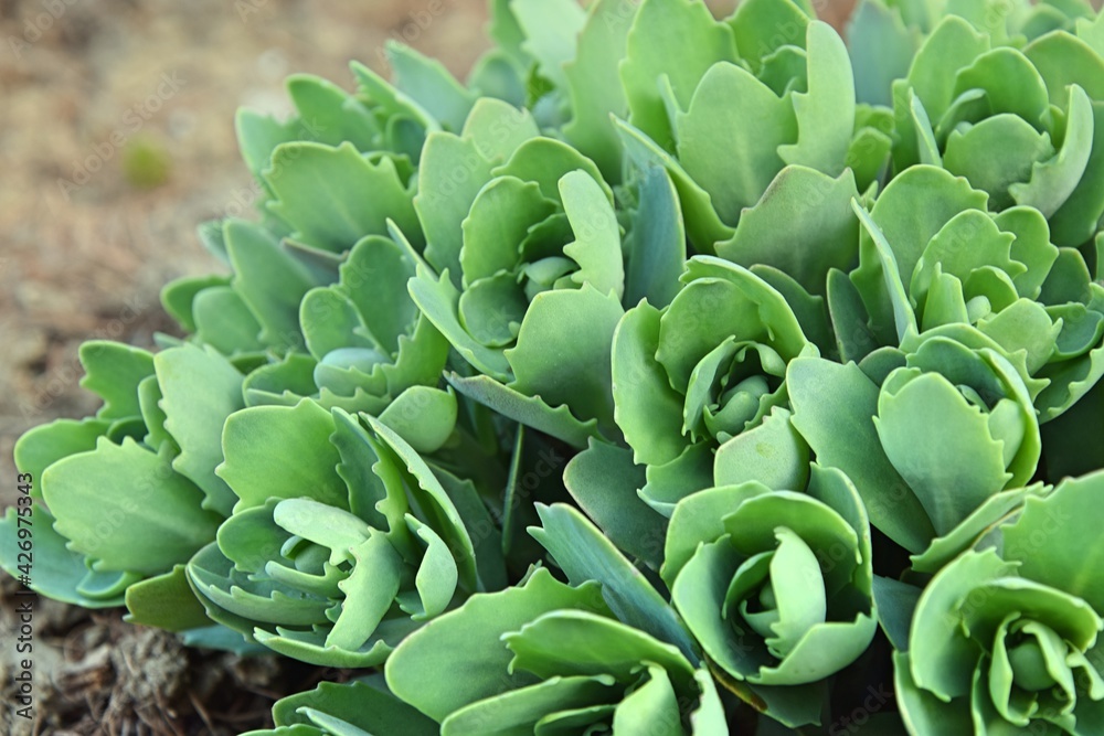 Sedum green leaves growing, green background Sedum green leaves growing, green background