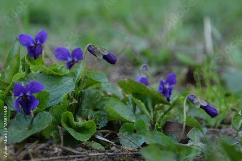 Viola odorata spring flowers
 photo