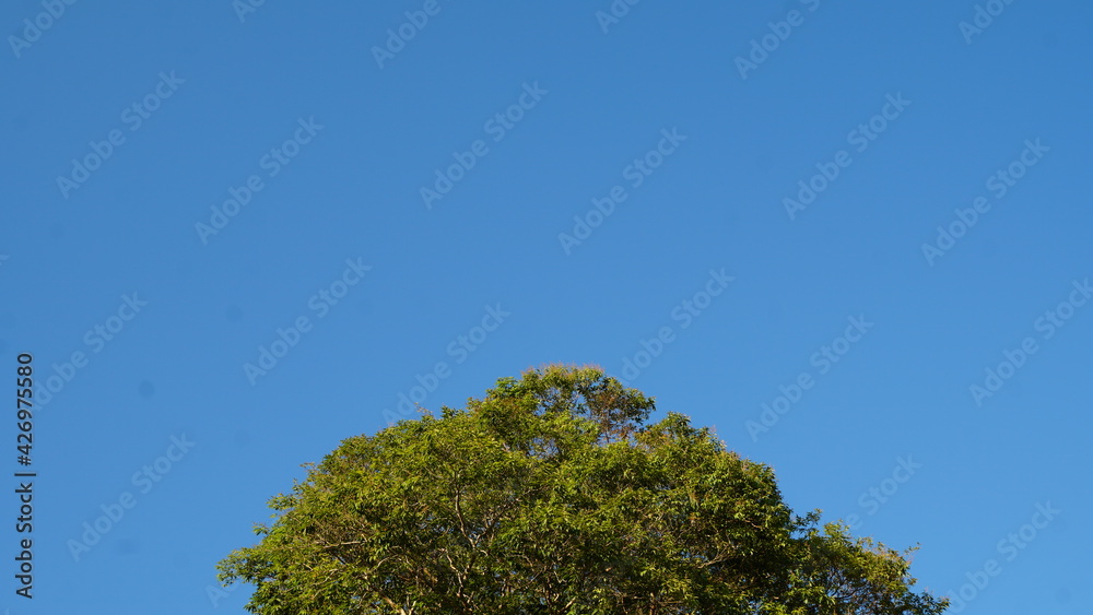 Obraz premium tree against blue sky