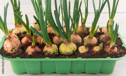 Growing young green onion at home