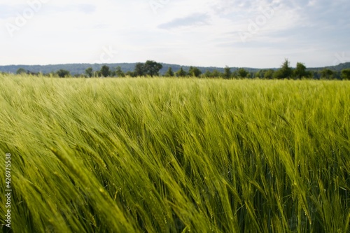 View over a green corn field on a cloudy day, with trees and hills in the background