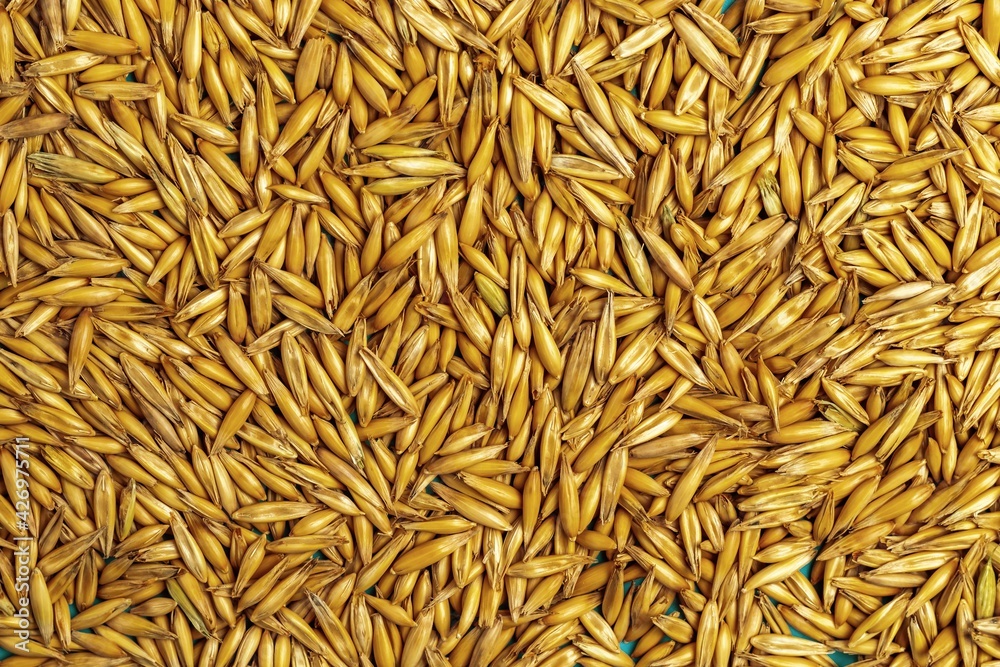 Background from oat seeds close up. Healthy food concept