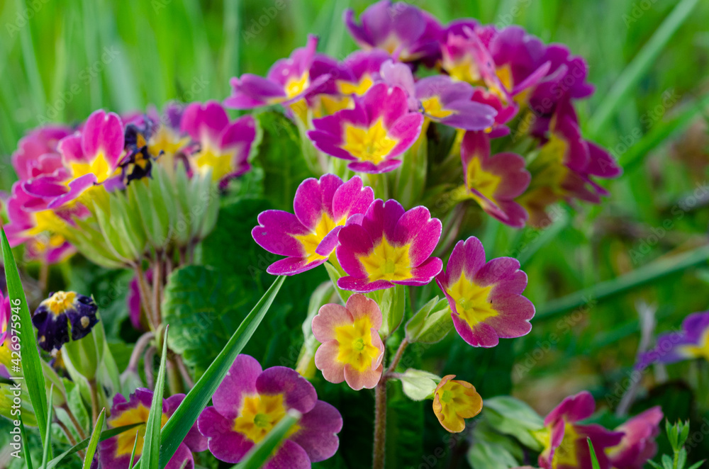 Naklejka premium Primula