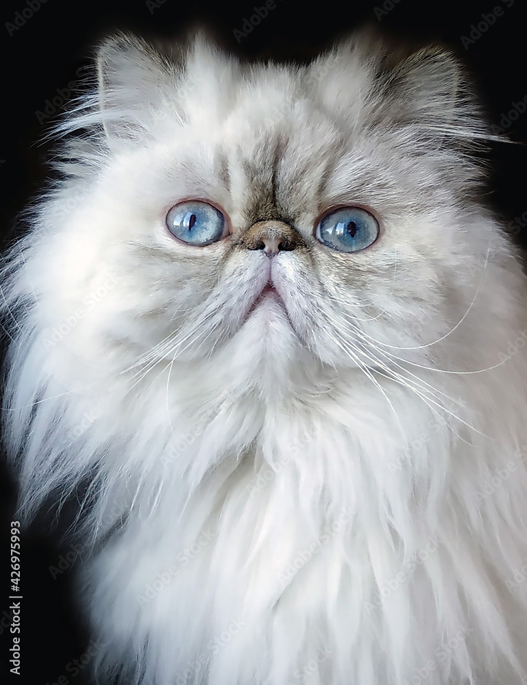 Portrait of a young domestic Persian cat with beautiful blue eyes and white coat color on a black background.