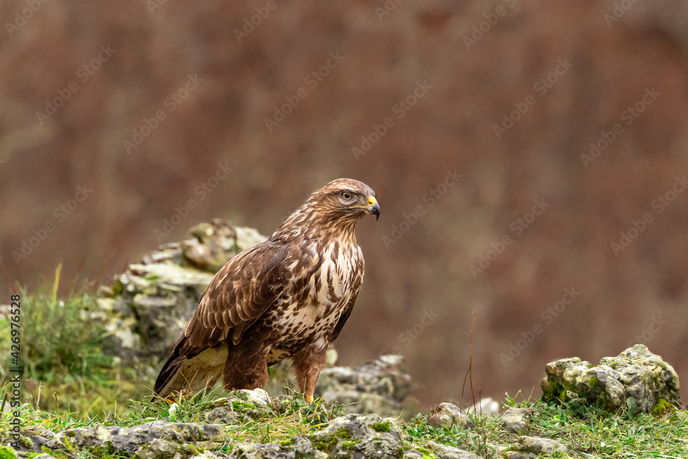 ave, fauna, naturaleza, animal, azores, pico, ave de presa, depredador, presa ave, fauna, naturaleza, animal, azores, pico, ave de presa, depredador, presa