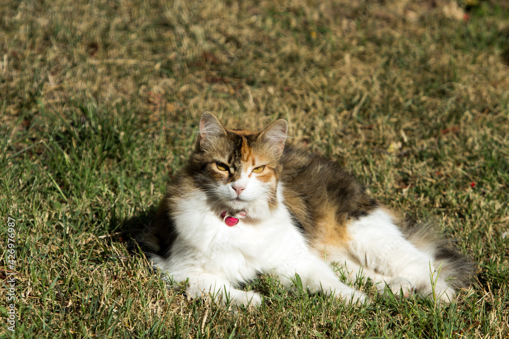 Furry calico cat lying under sun on grass, seen from front, staring at the lens with sharp looks.Cat bears a red collar to prevent flea.