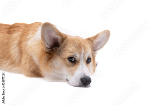 corgi welsh pembroke dog isolated © ksena32
