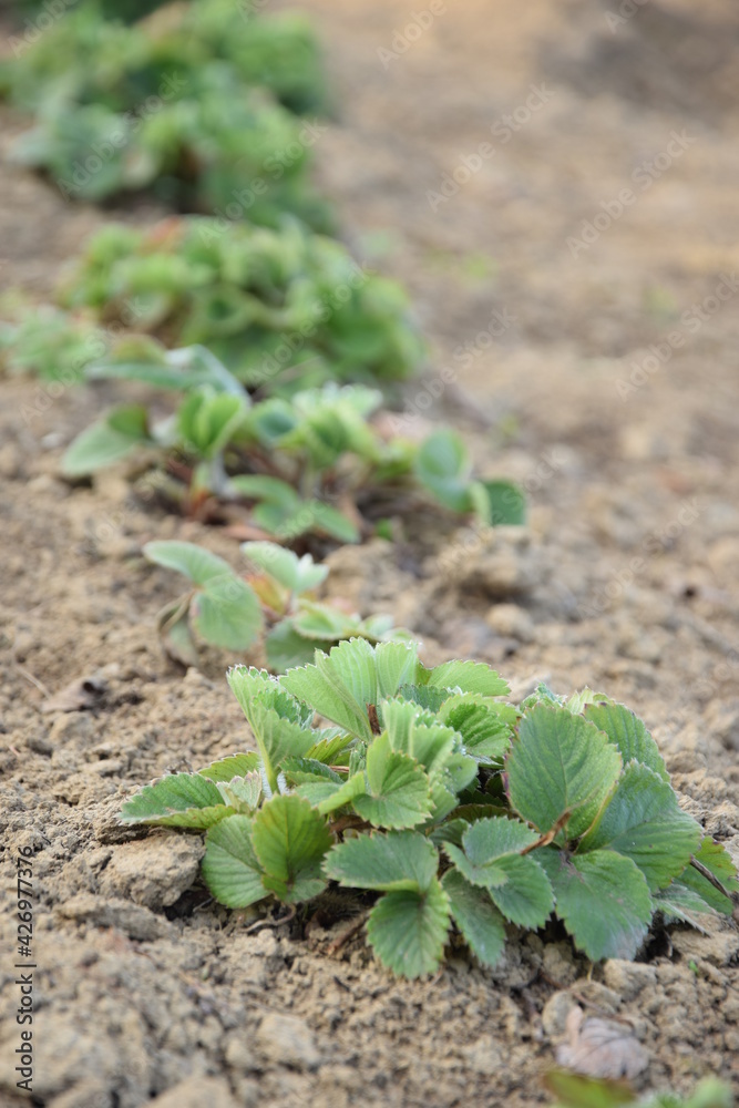Strawberries green plants on early spring Strawberries green plants on early spring