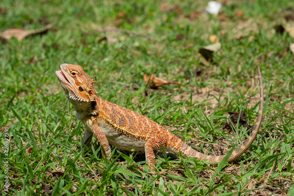 Fototapeta premium bearded dragon on ground with blur background