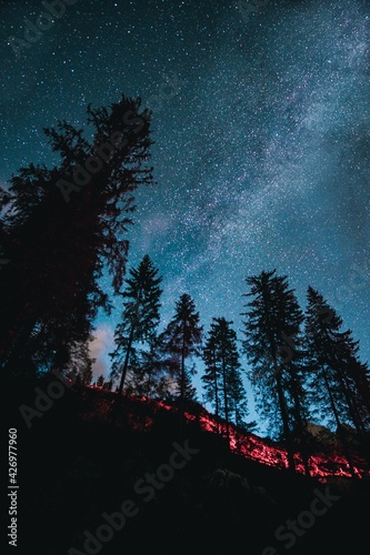night forest landscape