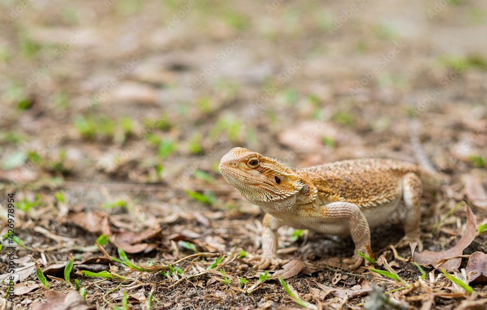 Obraz premium bearded dragon on ground with blur background