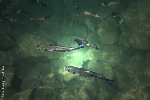Two large and other smaller flathead gray mullet fish under spotlight at top view in green shallow sea water.