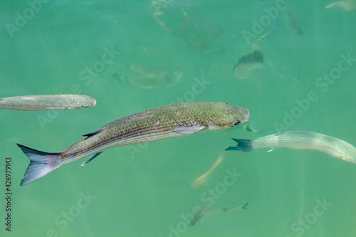 Photography Top view of A larger flathead gray mullet fish accompanied by smaller ones right under the surface