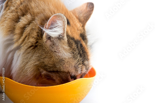 Öalico or tricolor cat's head deep in a plastic orange colored food bowl ith neutral background.