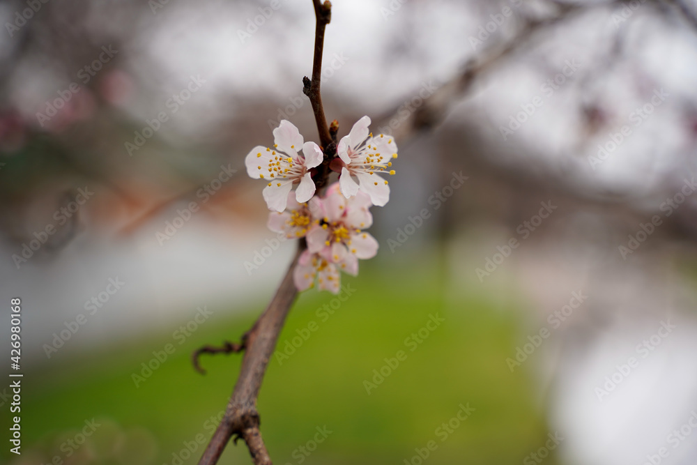 Spring apricot blossom. The buds turn into flowers Spring apricot blossom. The buds turn into flowers